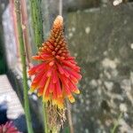 Kniphofia linearifolia 花