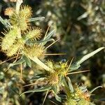 Xanthium spinosum Blad