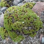 Xenophyllum rigidum Yeri