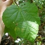 Dombeya ciliata Folla