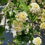 Lantana canescens Цвят