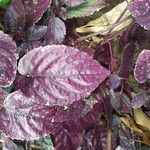 Strobilanthes alternata List