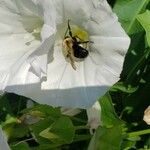 Ipomoea alba Blüte
