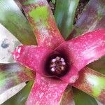 Neoregelia farinosa Flors