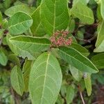 Viburnum tinusList