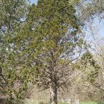 Juniperus foetidissima Habitus