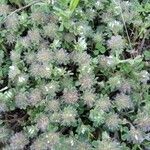 Trifolium cherleri Flower