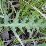 Cirsium tuberosum पत्ता