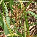 Cyperus longus Квітка