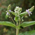 Veronica anagallis-aquatica Flower