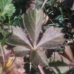 Potentilla verna Blatt