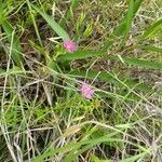 Sabatia campestris Flower