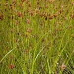 Rhynchospora fusca Plante entière