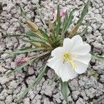 Oenothera cespitosa Flower