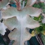 Kalanchoe beharensisЛист