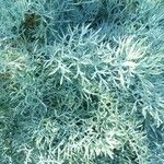 Seseli gummiferum 葉