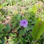 Ruellia ciliatiflora Blomst