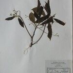 Cinnamomum tenuipile Άλλα