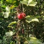 Diplocyclos palmatus Fruit