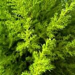 Cupressus macrocarpa 叶