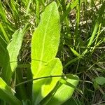 Campanula thyrsoides Blatt