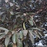 Ficus elastica Leaf