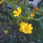 Guizotia abyssinica Kvet