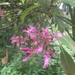 Fuchsia arborescens Квітка