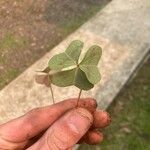 Oxalis violacea Leaf