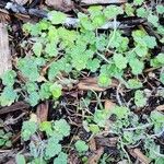 Hydrocotyle americana 叶