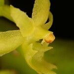 Tridactyle pentalobata Flower