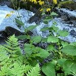 Doronicum austriacum Buveinė