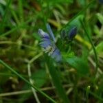 Polygala alpina Flors