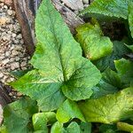 Dorstenia contrajerva Leaf