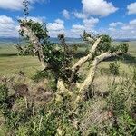 Commiphora schimperi Кора