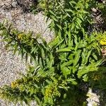 Solidago sempervirens Folla