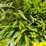 Indocalamus tessellatus Leaf