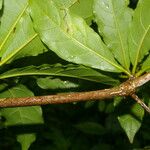 Terminalia bucidoides Leaf