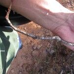 Terminalia ivorensis Diğer