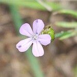 Petrorhagia prolifera 花