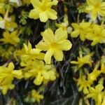 Jasminum nudiflorum Floare