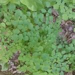 Thalictrum dioicum Folio