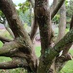 Quercus pontica Bark