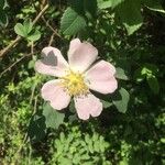 Rosa corymbifera Flower