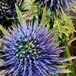 Eryngium alpinum عادت داشتن