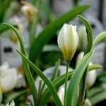 Tulipa turkestanica Hábito