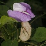 Centrosema pubescens Blomma