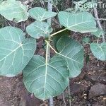 Ficus abutilifolia Blatt