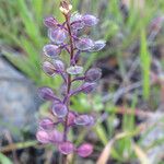 Lepidium nitidum Fruit