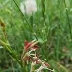 Oenothera suffrutescens പുഷ്പം